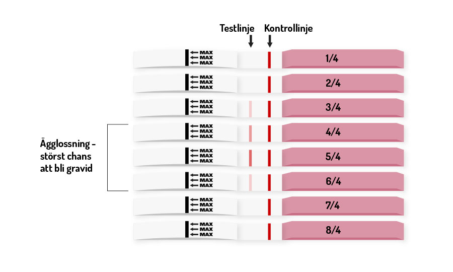 Stegring Ägglossningstest